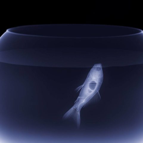 La transparencia como estrategia para las empresas