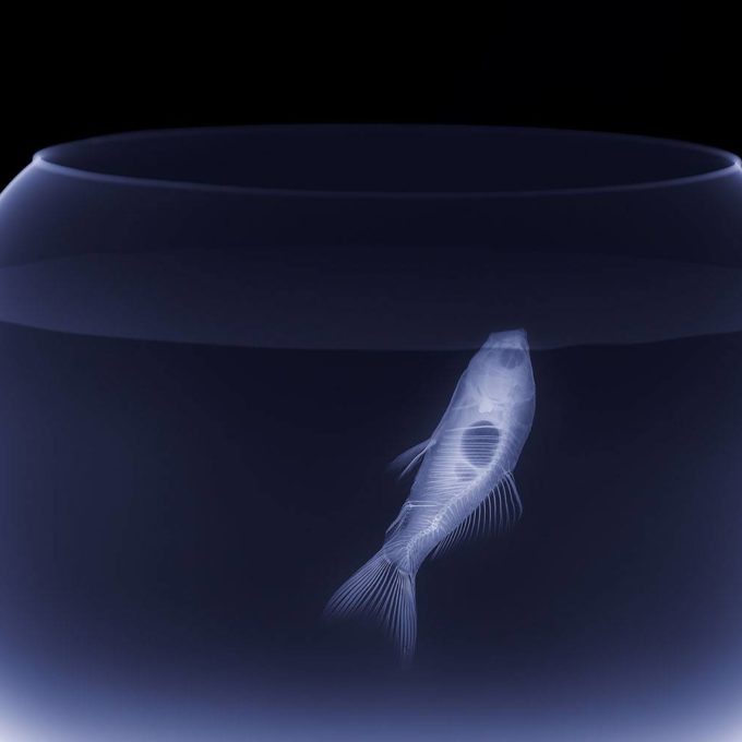 La transparencia como estrategia para las empresas